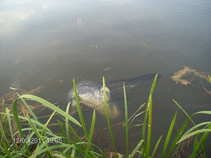 foto/forum/2011/th-img17567.jpg