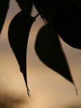 foto/forum/2011/th-img17574.jpg