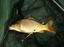 foto/forum/2011/th-img17601.jpg
