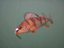 foto/forum/2011/th-img17625.jpg