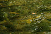 foto/forum/2011/th-img17626.jpg