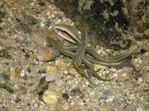 foto/forum/2011/th-img17628.jpg