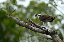 foto/forum/2011/th-img17631.jpg