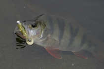 foto/forum/2011/th-img17644.jpg