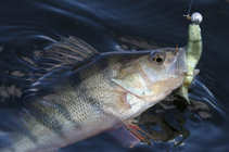 foto/forum/2011/th-img17645.jpg