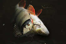 foto/forum/2011/th-img17651.jpg