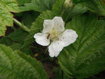 foto/forum/2011/th-img17659.jpg