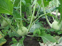 foto/forum/2011/th-img17660.jpg