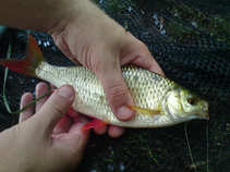foto/forum/2011/th-img17697.jpg