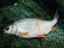 foto/forum/2011/th-img17699.jpg