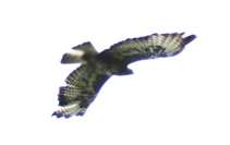 foto/forum/2011/th-img17704.jpg