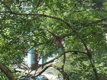 foto/forum/2011/th-img17714.jpg