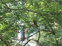 foto/forum/2011/th-img17716.jpg