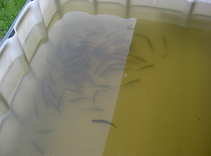 foto/forum/2011/th-img17753.jpg