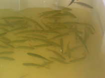foto/forum/2011/th-img17754.jpg
