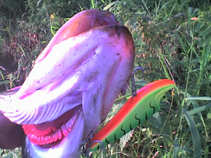 foto/forum/2011/th-img17778.jpg