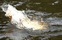 foto/forum/2011/th-img17822.jpg
