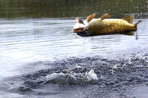 foto/forum/2011/th-img17829.jpg