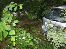 foto/forum/2011/th-img17906.jpg