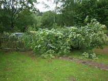 foto/forum/2011/th-img17908.jpg