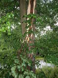 foto/forum/2011/th-img17909.jpg