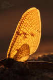 foto/forum/2011/th-img17913.jpg