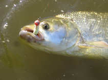 foto/forum/2011/th-img17918.jpg