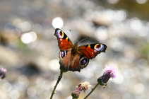 foto/forum/2011/th-img17944.jpg