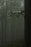 foto/forum/2011/th-img17947.jpg