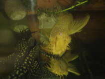 foto/forum/2011/th-img17952.jpg