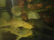 foto/forum/2011/th-img17953.jpg