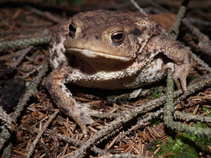 foto/forum/2011/th-img17963.jpg