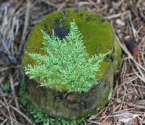 foto/forum/2011/th-img18013.jpg