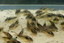 foto/forum/2011/th-img18031.jpg
