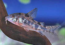foto/forum/2011/th-img18032.jpg