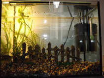 foto/forum/2011/th-img18045.jpg
