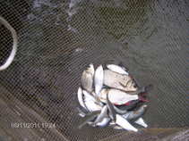 foto/forum/2011/th-img18067.jpg