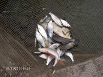 foto/forum/2011/th-img18068.jpg