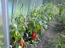 foto/forum/2011/th-img18074.jpg