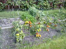 foto/forum/2011/th-img18075.jpg