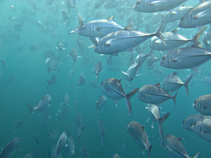 foto/forum/2011/th-img18101.jpg