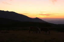 foto/forum/2011/th-img18114.jpg