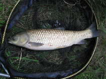 foto/forum/2011/th-img18118.jpg
