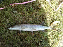 foto/forum/2011/th-img18129.jpg