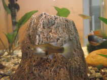 foto/forum/2011/th-img18134.jpg