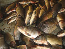 foto/forum/2011/th-img18145.jpg