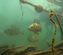 foto/forum/2011/th-img18201.jpg