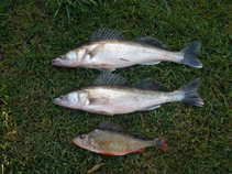 foto/forum/2011/th-img18216.jpg