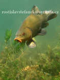 foto/forum/2011/th-img18252.jpg