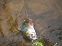foto/forum/2011/th-img18268.jpg